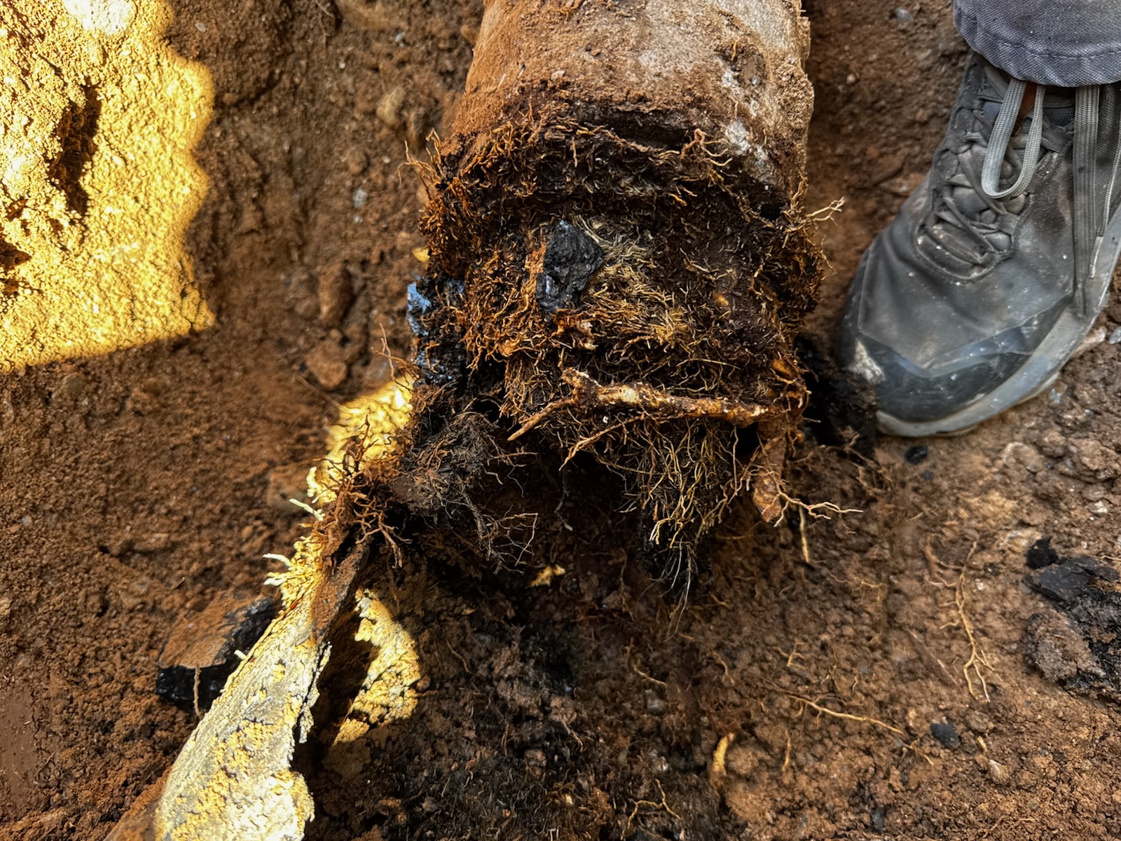 Major sewer line root intrusion